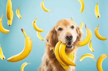 cachorro-pode-comer-banana (1)